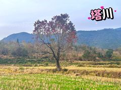 -塔川景区