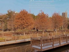 -五缘湾湿地公园