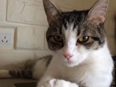 -猫咖时代(中山亭店)