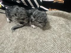-簋街