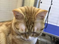 -PETKIT小佩宠物(古北店)
