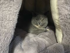-佳怡动物医院·平价24小时·猫专科骨外科