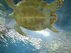 -上海海洋水族馆