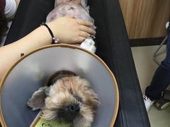 -安安宠医·安宠宠物医院