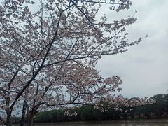 -高东镇樱花园