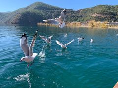 -丽江泸沽湖景区