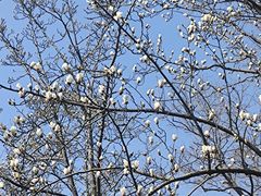 -扬州大运河文化旅游度假区·盆景园