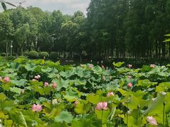 -金银湖国家城市湿地公园