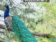 -大青山野生动物园