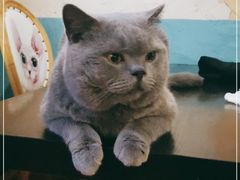 -猫小院猫主题咖啡厅(北锣店)