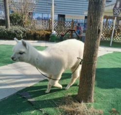 -萌宠亲子动物乐园(槐房万达店)