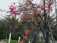 -天适樱花悠乐园