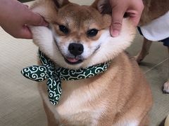 -逗柴咖啡屋·狗咖猫咖宠物桌游