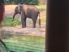 -奥兰多迪士尼动物王国乐园
