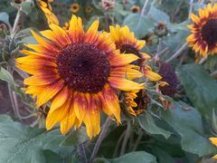 -玄武湖景区-情侣园游乐场