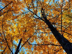 -长白岛森林公园