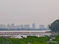 -金鸡湖桃花岛