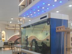 -喵园·猫主题咖啡厅·撸猫·猫咖(国贸店)