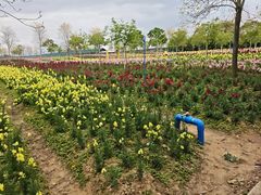 -天适樱花悠乐园