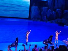 -芜湖新华联大白鲸海洋公园