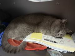 -贝康宠物医院·犬猫全科·小动物特色诊疗中心(东环路店)
