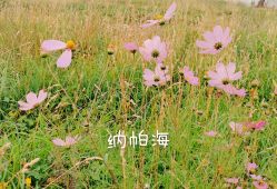 -纳帕海依拉草原