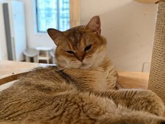 -有喵·猫咖·狗咖·30几只猫10只小狗(岗厦店)