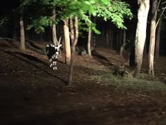 -清迈夜间动物园