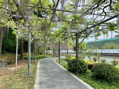 -嘉定紫藤园