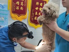 -瑞派名望志远动物医院·猫科·內科·异宠专科(直港大道店)