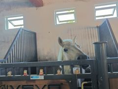 -北京群众马术培训基地