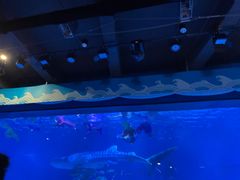 -烟台海昌鲸鲨海洋公园