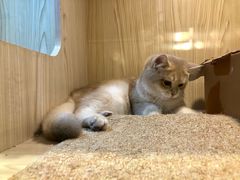 -屋虎猫馆(宝安大仟里店)