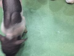 -藦茜花园宠物主题亲子互动体验馆(国顺东路店)