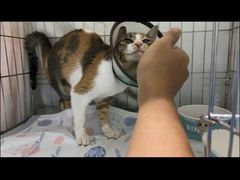 -瑞派旺宝宠物医院·犬猫全科综合·尿道专科(莲兴院)