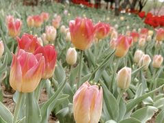 -石家庄市植物园
