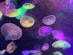 -太平洋海底世界