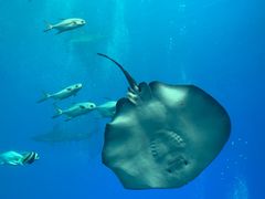 -珠海长隆海洋王国