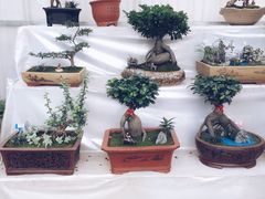 -龙大花卉苗木市场