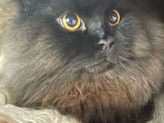 -momokira米努特·德文卷毛猫·棉花面纱犬