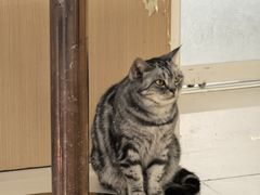 -鼓捣猫呢主题猫咖店