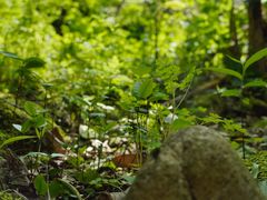 -雁荡山三折瀑景区