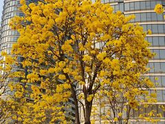 -洲头咀公园