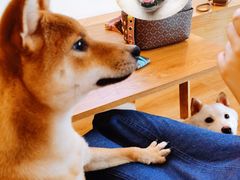 -柴犬小屋·柴餐厅·狗咖食堂(金鼎广场店)