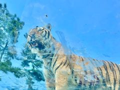 -西霞口神雕山野生动物世界