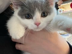 -lincat·猫舍(广州店)