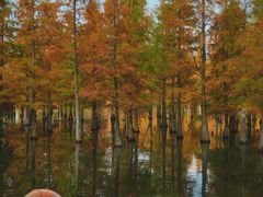 -白鹭湾湿地公园