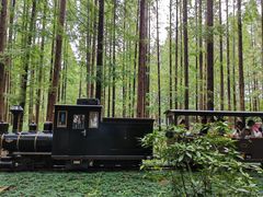 -黄海国家森林公园