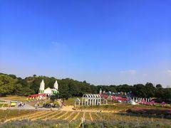 -松山湖梦幻百花洲