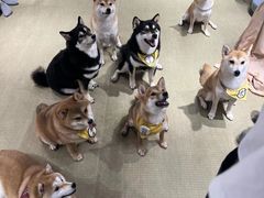 -逗柴咖啡屋·狗咖猫咖宠物桌游